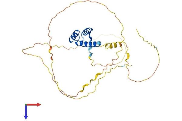 MEOX2 Protein (AA 1-303) (His tag)