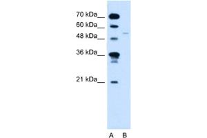 Western Blotting (WB) image for anti-Retinoid X Receptor, gamma (RXRG) antibody (ABIN2461805)