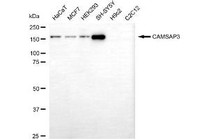 Western blotting analysis using CAMSAP3 antibody (ABIN7797843).