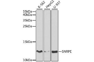 Western blot analysis of extracts of various cell lines, using SNRPE antibody (ABIN1876676) at 1:1000 dilution. (SNRPE Antikörper)