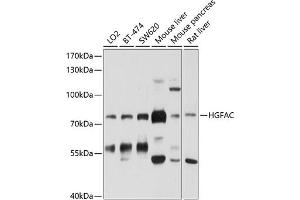 Western blot analysis of extracts of various cell lines, using HGFAC antibody (ABIN6132022, ABIN6141746, ABIN6141747 and ABIN6214246) at 1:1000 dilution. (HGFA Antikörper  (AA 408-655))