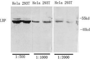 Western Blot (WB) analysis of specific cells using Antibody diluted at 1:1000. (LBP Antikörper  (Internal Region))