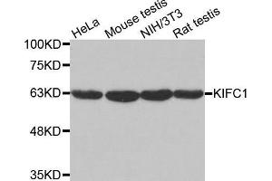 Western blot analysis of extracts of various cell lines, using KIFC1 antibody. (KIFC1 Antikörper  (AA 1-250))