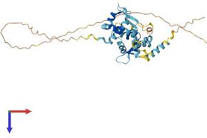 NDN Protein (AA 1-321) (His tag)