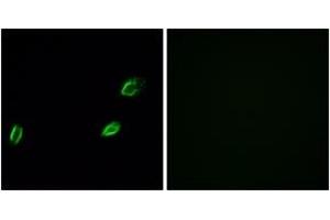 Immunofluorescence analysis of A549 cells, using OLFML2A Antibody. (OLFML2A Antikörper  (AA 311-360))