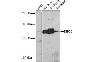 Western blot analysis of extracts of various cell lines, using DIP2C antibody (ABIN7266780) at 1:1000 dilution. (DIP2C Antikörper)