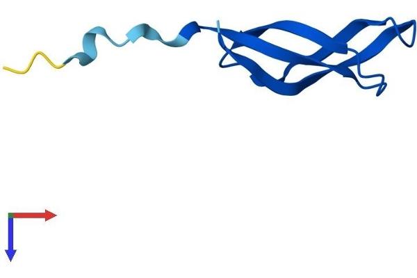 MRPL33 Protein (AA 1-65) (Fc Tag)