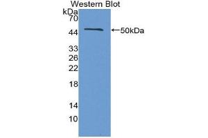 Western Blotting (WB) image for anti-Interferon, beta 1, Fibroblast (IFNB1) (AA 22-186) antibody (ABIN1859275) (IFNB1 Antikörper  (AA 22-186))