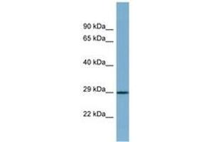 Image no. 1 for anti-Proline Rich 16 (PRR16) (AA 179-228) antibody (ABIN6741903) (PRR16 Antikörper  (AA 179-228))