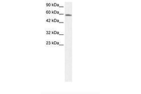 FOXN3 antibody  (AA 390-439)