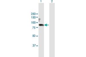 Western Blot analysis of WHSC1 expression in transfected 293T cell line by WHSC1 MaxPab polyclonal antibody.