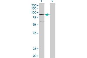 Western Blot analysis of ELAC2 expression in transfected 293T cell line by ELAC2 MaxPab polyclonal antibody. (ELAC2 Antikörper  (AA 1-826))