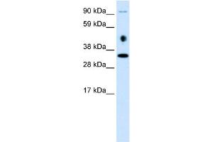 WB Suggested Anti-EN2 Antibody Titration: 0. (EN2 Antikörper  (C-Term))