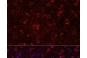 Immunofluorescence analysis of Mouse brain using GRIN2B Polyclonal Antibody at dilution of 1:100. (GRIN2B Antikörper)