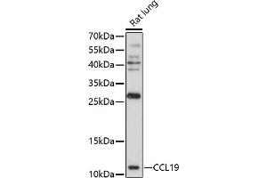 Western blot analysis of extracts of rat lung, using CCL19 antibody (ABIN7266300) at 1:1000 dilution. (CCL19 Antikörper  (AA 22-95))