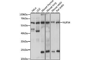 Western blot analysis of extracts of various cell lines, using NUP54 antibody (ABIN7269044) at 1:1000 dilution.