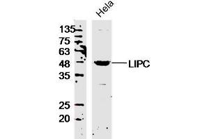 Hela lysates probed with LIPC Polyclonal Antibody, Unconjugated  at 1:300 overnight at 4˚C. (LIPC Antikörper  (AA 301-400))