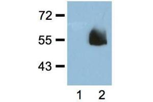 1:1000 (1μg/mL) Ab dilution probed against HEK293 cells transfected with HA-tagged protein vector, untransfected (1) and transfected (2)