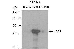 Western Blotting (WB) image for anti-Indoleamine 2,3-Dioxygenase 1 (IDO1) antibody (ABIN1043819) (IDO1 Antikörper)