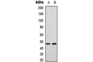 Western blot analysis of MRPS5 expression in HEK293T (A), Raw264.