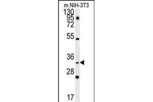 C10orf63 Antibody (Center) (ABIN657863 and ABIN2846819) western blot analysis in mouse NIH-3T3 cell line lysates (35 μg/lane). (ENKUR Antikörper  (AA 109-137))