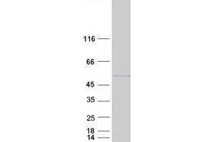 Western Blotting (WB) image for Eukaryotic Translation Initiation Factor 3 Subunit F (EIF3F) protein (Myc-DYKDDDDK Tag) (ABIN2720080)