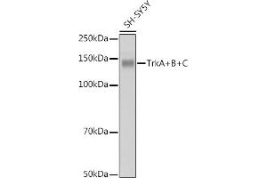 Western blot analysis of extracts of SH-SY5Y cells, using TrkA+B+C antibody (ABIN1679182, ABIN1679183, ABIN7101489 and ABIN7101490) at 1:1000 dilution. (TrkA, B, C Antikörper)