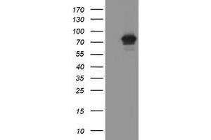 Image no. 1 for anti-F-Box Protein 42 (FBXO42) (AA 356-717) antibody (ABIN1491451) (FBXO42 Antikörper  (AA 356-717))