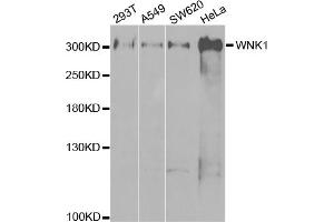 Western blot analysis of extracts of various cell lines, using WNK1 antibody. (WNK1 Antikörper)