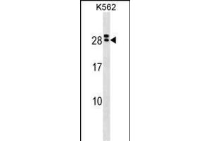 IL15RA Antibody (Center) (ABIN1538627 and ABIN2850245) western blot analysis in K562 cell line lysates (35 μg/lane). (IL15RA Antikörper  (AA 79-106))