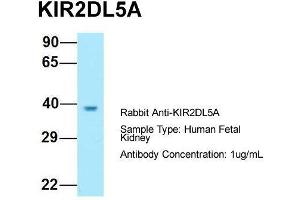 Host: Rabbit  Target Name: KIR2DL5A  Sample Tissue: Human Fetal Kidney  Antibody Dilution: 1. (KIR2DL5A Antikörper  (C-Term))