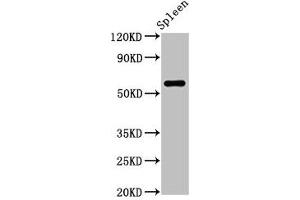 Western Blot Positive WB detected in: Rat spleen tissue All lanes: RBMY1A1 antibody at 2. (RBMY1A1 Antikörper  (AA 1-459))