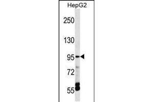 Western blot analysis in HepG2 cell line lysates (35ug/lane). (TRPV5 Antikörper  (C-Term))