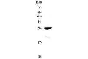 Western blot testing of mouse liver lysate with RND1 antibody at 0. (RND1 Antikörper)