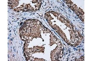 Immunohistochemistry (IHC) image for anti-Atrial Natriuretic Peptide Receptor 3 (NPR3) antibody (ABIN1499806) (NPR3 Antikörper)