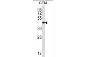 PTPN2 Antibody (C-term) (ABIN657234 and ABIN2846335) western blot analysis in CEM cell line lysates (35 μg/lane). (PTPN2 Antikörper  (C-Term))