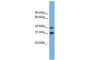 Crystallin Mu antibody used at 1 ug/ml to detect target protein.