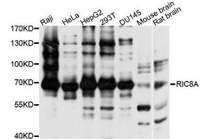 Western blot analysis of extracts of various cell lines, using RIC8A antibody. (RIC8A Antikörper  (AA 362-531))