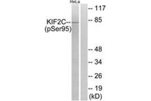 Western blot analysis of extracts from HeLa cells treated with TNF 10ng/ml 30', using KIF2C (Phospho-Ser95) Antibody. (KIF2C Antikörper  (pSer95))