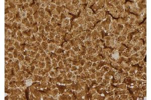 ABIN6275502 at 1/100 staining Rat liver tissue by IHC-P.