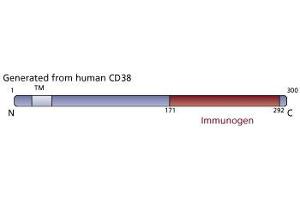 Image no. 1 for anti-CD38 (AA 171-292) antibody (ABIN968373) (CD38 Antikörper  (AA 171-292))