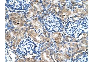 SOD1 antibody was used for immunohistochemistry at a concentration of 4-8 ug/ml to stain Epithelial cells of renal tubule (arrows) in Human Kidney. (SOD1 Antikörper  (N-Term))