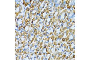 Immunohistochemistry of paraffin-embedded mouse stomach using PSRC1 antibody (ABIN1876672) at dilution of 1:100 (40x lens). (PSRC1 Antikörper)