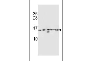 HIST1H2AB Antibody (N-term) (ABIN656986 and ABIN2846169) western blot analysis in K562,CEM,MDA-M,NCI-,MDA-M cell line lysates (35 μg/lane). (HIST1H2AB Antikörper  (N-Term))