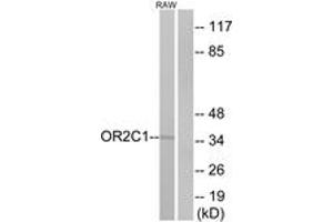Western Blotting (WB) image for anti-Olfactory Receptor, Family 2, Subfamily C, Member 1 (OR2C1) (AA 241-290) antibody (ABIN2890977) (OR2C1 Antikörper  (AA 241-290))