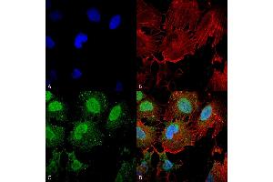 Immunocytochemistry/Immunofluorescence analysis using Mouse Anti-mGluR1/5 glutamate receptor Monoclonal Antibody, Clone S75-3 . (Metabotropic Glutamate Receptor 5 Antikörper  (AA 824-1203) (PE))