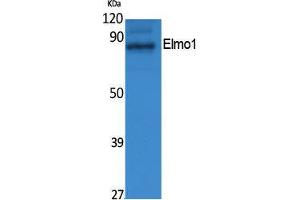 Western Blotting (WB) image for anti-Engulfment and Cell Motility 1 (ELMO1) (N-Term) antibody (ABIN3187599) (ELMO1 Antikörper  (N-Term))