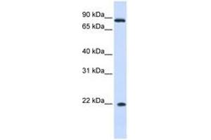 Image no. 1 for anti-Interferon, alpha 7 (IFNa7) (AA 36-85) antibody (ABIN6741315) (IFNA7 Antikörper  (AA 36-85))