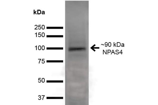 NPAS4 anticorps  (AA 597-802) (Atto 390)