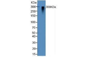 Western Blotting (WB) image for Mucin 5AC, Oligomeric Mucus/gel-Forming (MUC5AC) ELISA Kit (ABIN6574198)